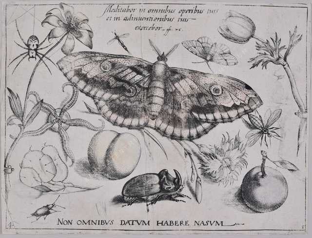 Archetypa studiaque patris Georgii Hoefnagelii