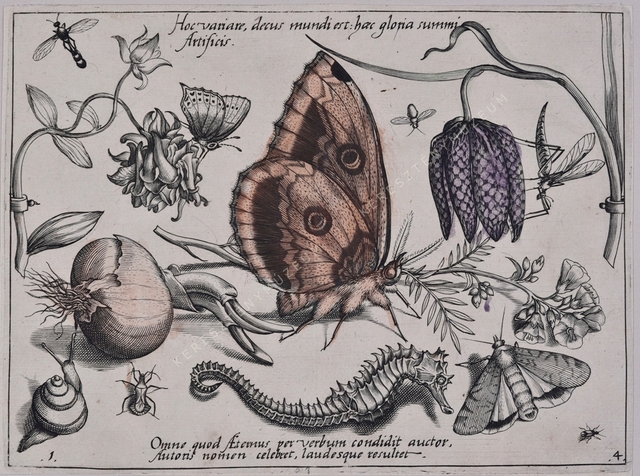 Archetypa studiaque patris Georgii Hoefnagelii