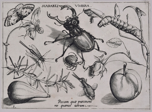 Archetypa studiaque patris Georgii Hoefnagelii