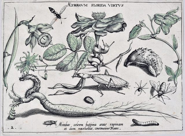 Archetypa studiaque patris Georgii Hoefnagelii