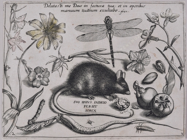 Archetypa studiaque patris Georgii Hoefnagelii