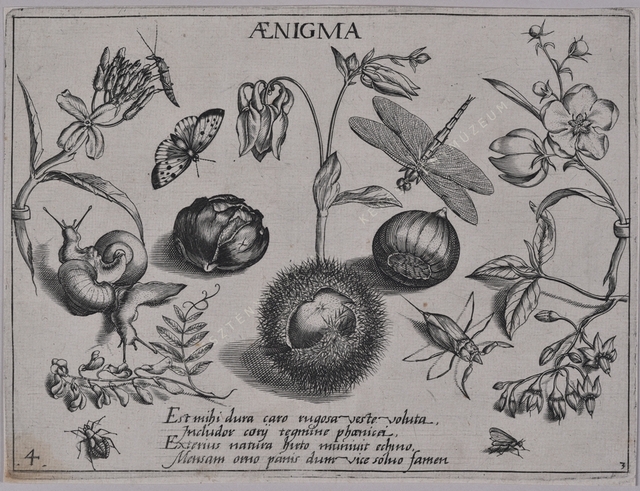 Archetypa studiaque patris Georgii Hoefnagelii