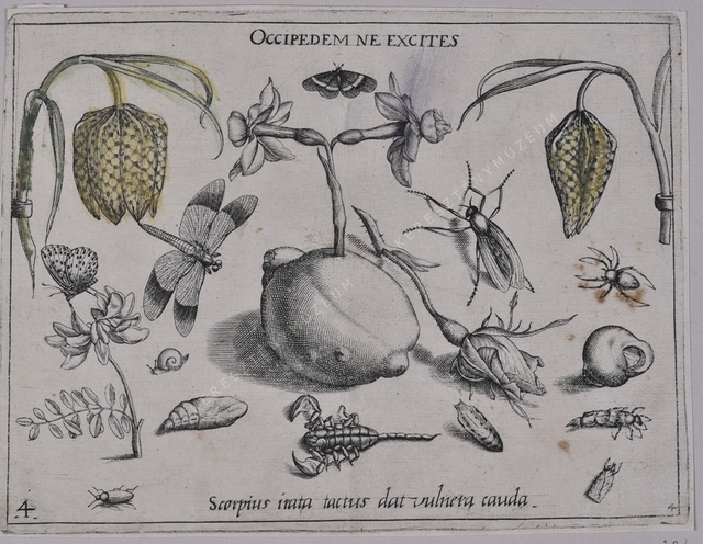 Archetypa studiaque patris Georgii Hoefnagelii