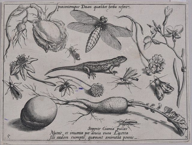 Archetypa studiaque patris Georgii Hoefnagelii