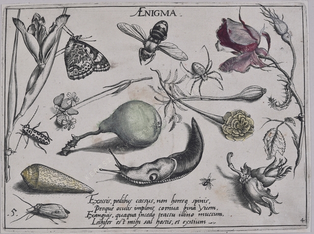 Archetypa studiaque patris Georgii Hoefnagelii