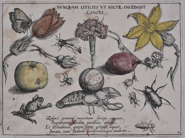 Archetypa studiaque patris Georgii Hoefnagelii