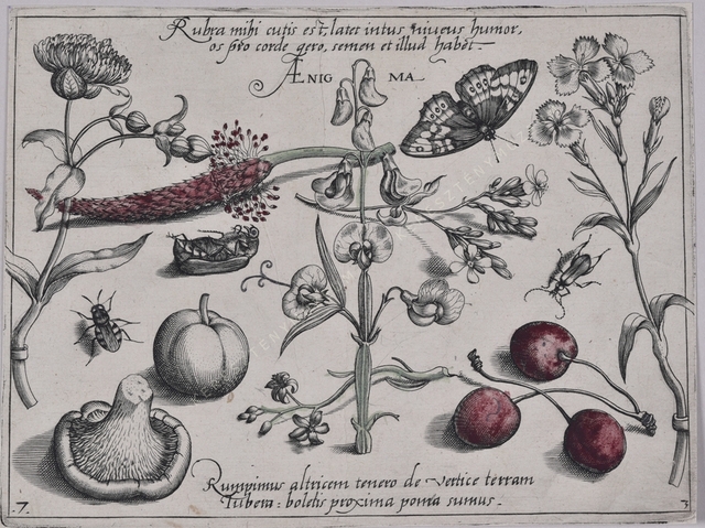 Archetypa studiaque patris Georgii Hoefnagelii