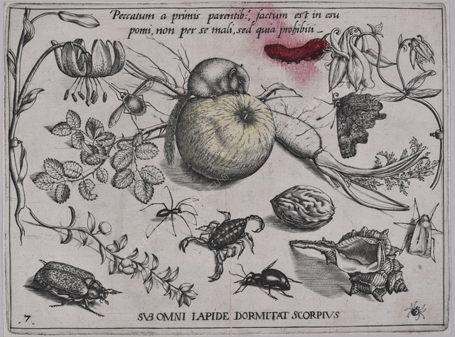 Archetypa studiaque patris Georgii Hoefnagelii