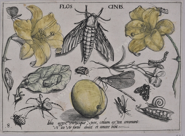 Archetypa studiaque patris Georgii Hoefnagelii
