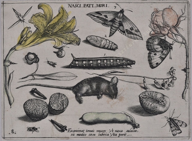 Archetypa studiaque patris Georgii Hoefnagelii