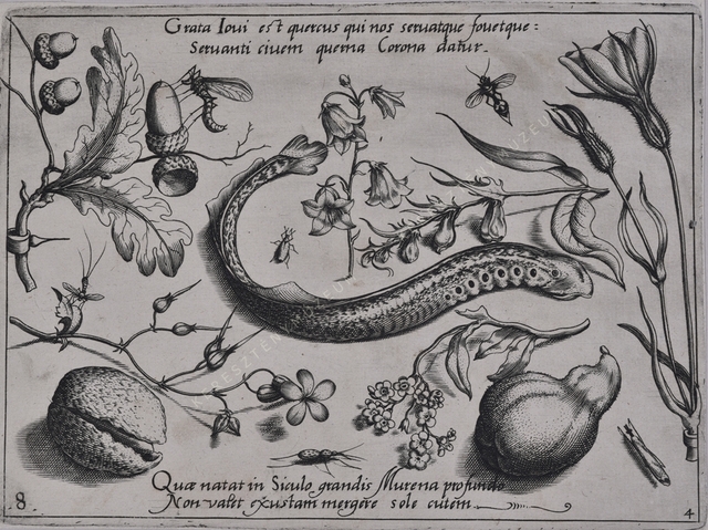 Archetypa studiaque patris Georgii Hoefnagelii