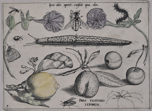 Archetypa studiaque patris Georgii Hoefnagelii