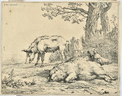 Egy legelésző és két pihenő disz...